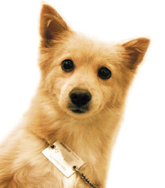 사춘기 아이의 반려동물 효과 "짜증쟁이 우리 아이가 몰라보게 침착해졌어요"